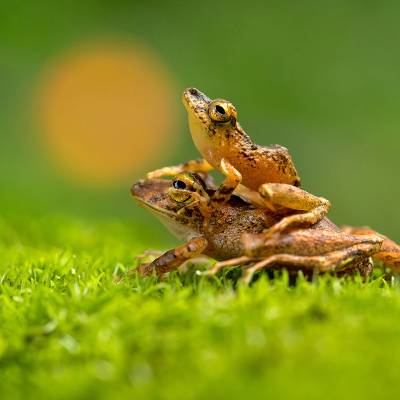 Limon robber frog