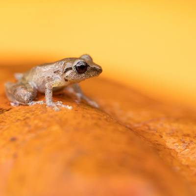 Pygmy rain frog