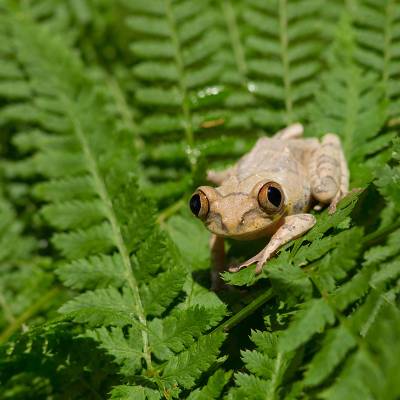 Cameroon forest tree frog