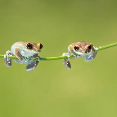 Uluguru forest tree frog