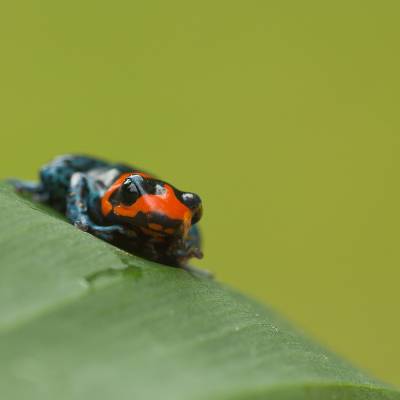 Blessed poison frog