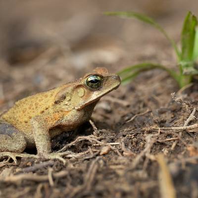 Rhinella ornata