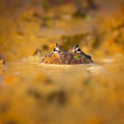 Surinam horned frog