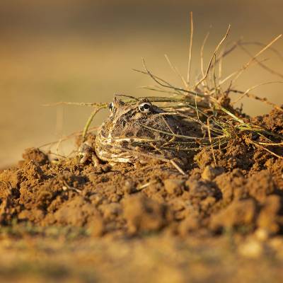 Cranwell's horned frog