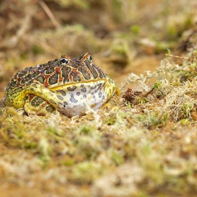 Argentine horned frog