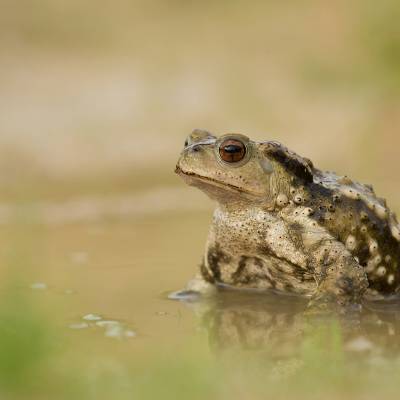 Asiatic toad