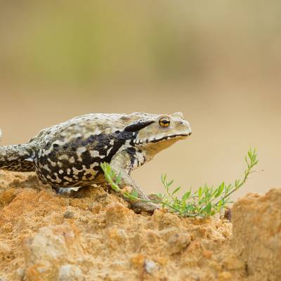 Japanese common toad