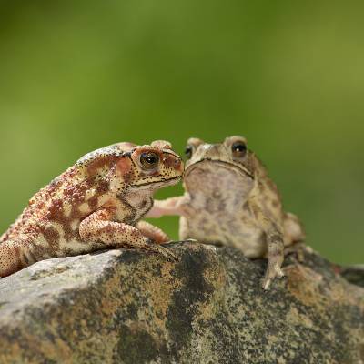 Asian common toad