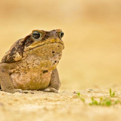 Cane toad