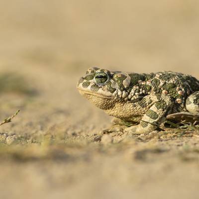 European green toad