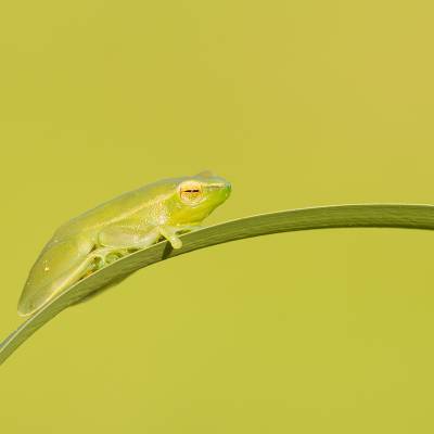 Orinoco lime treefrog