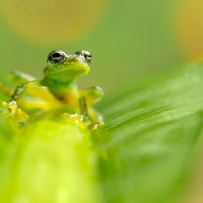 Yellow-flecked glassfrog