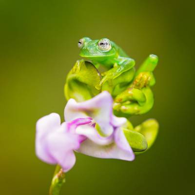 Emerald glass frog