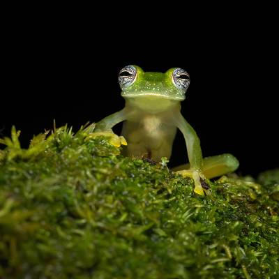 Powdered glass frog