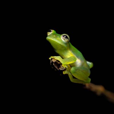 Spiny Cochran frog