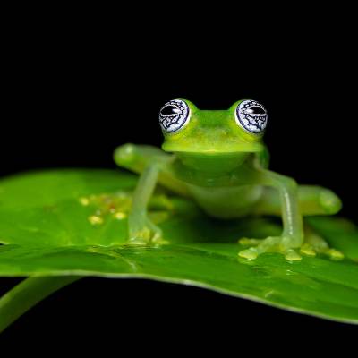 Limon giant glass frog