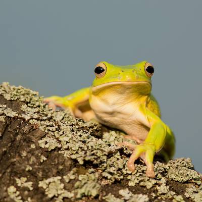 White-lipped tree frog