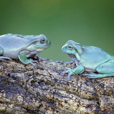 Australian green tree frog