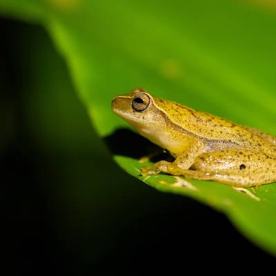 Yellow treefrog