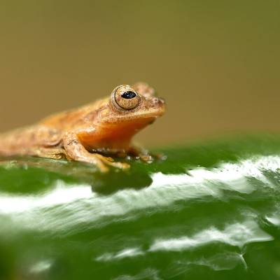 San Carlos treefrog