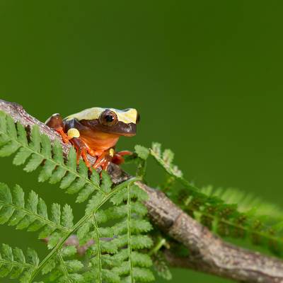 Beireis' treefrog