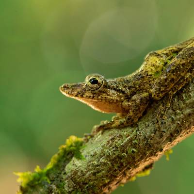 Boulenger's snouted tree frog