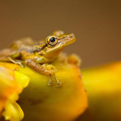 Sipurio snouted treefrog