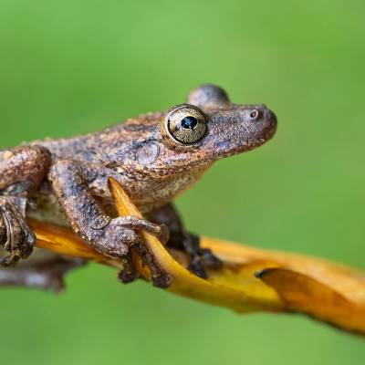 Scinax hayii