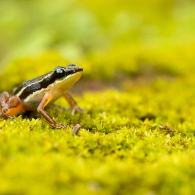 Rainforest rocket frog