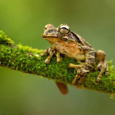 Mosquito coast tree frog