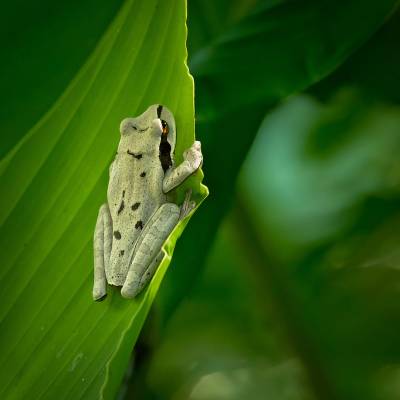 New Granada cross-banded tree frog