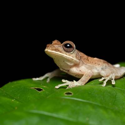 Nicaragua cross-banded tree frog