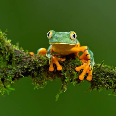 Sylvia's tree frog