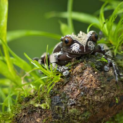 Spiny-headed tree frog