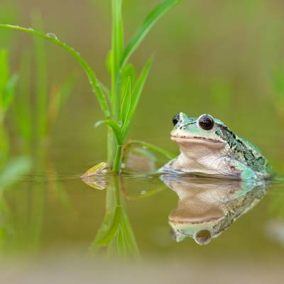 Andean marsupial tree frog