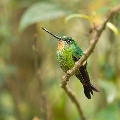 Buff-winged starfrontlet