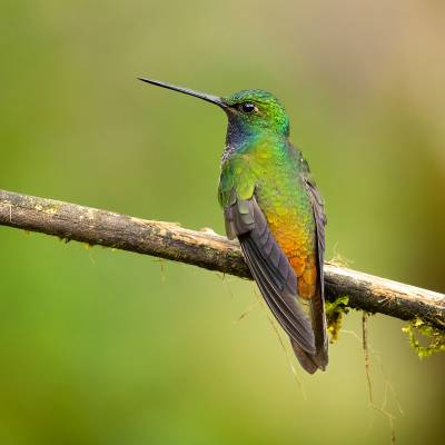 Green-backed hillstar