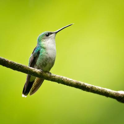 Green-crowned woodnymph