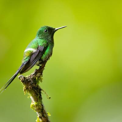 Green thorntail