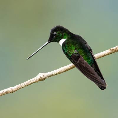 Collared inca