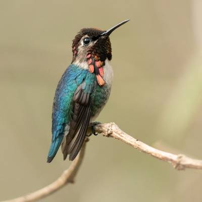 Bee hummingbird