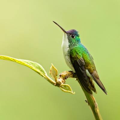 Andean emerald