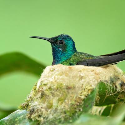 White-necked jacobin