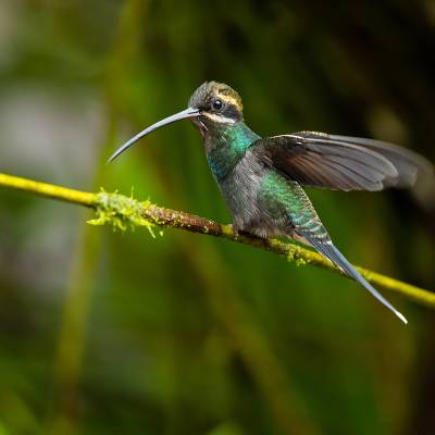 White-whiskered hermit