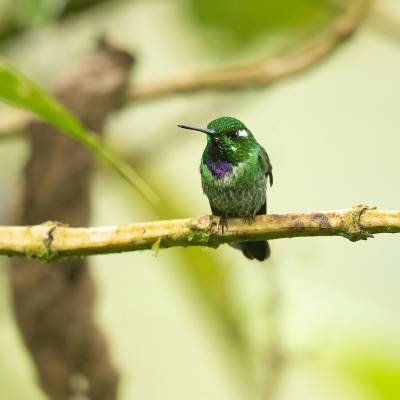 Purple-bibbed whitetip