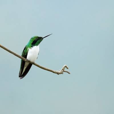 Black-eared fairy