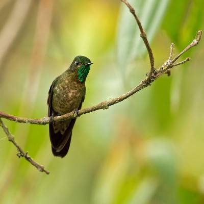 Tyrian metaltail