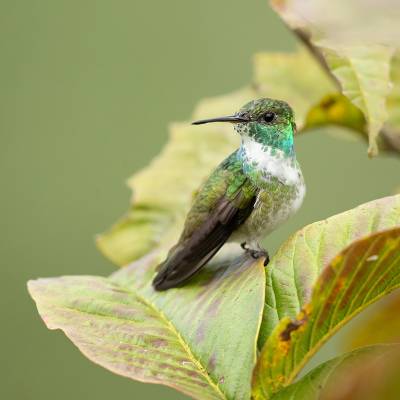 Versicolored emerald