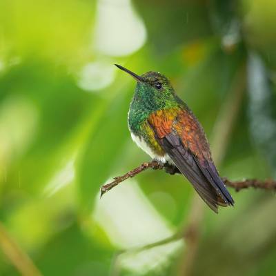 Snowy-bellied hummingbird