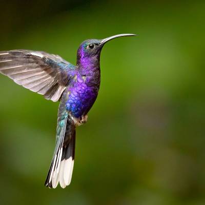 Violet sabrewing